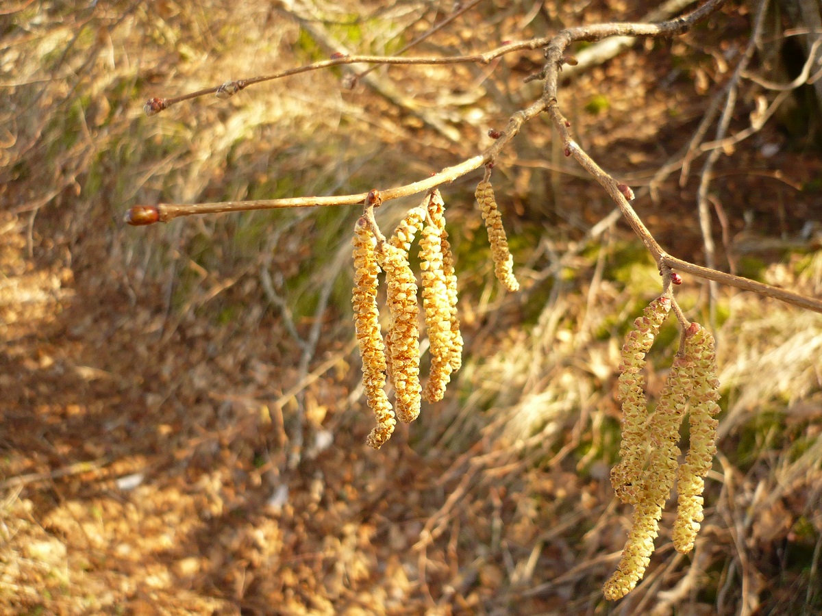 Corylus avellana (Betulaceae)